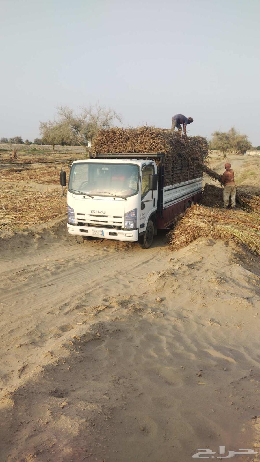 دينه محايل 6متر الحيله النزهه ترقش الضرس الريش ال فاهمه قنا64474596602241111