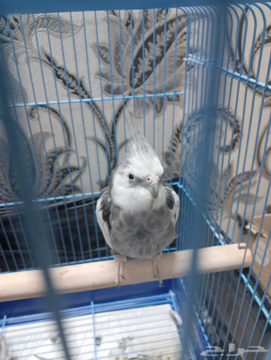 الطيور كروان64332562397697110