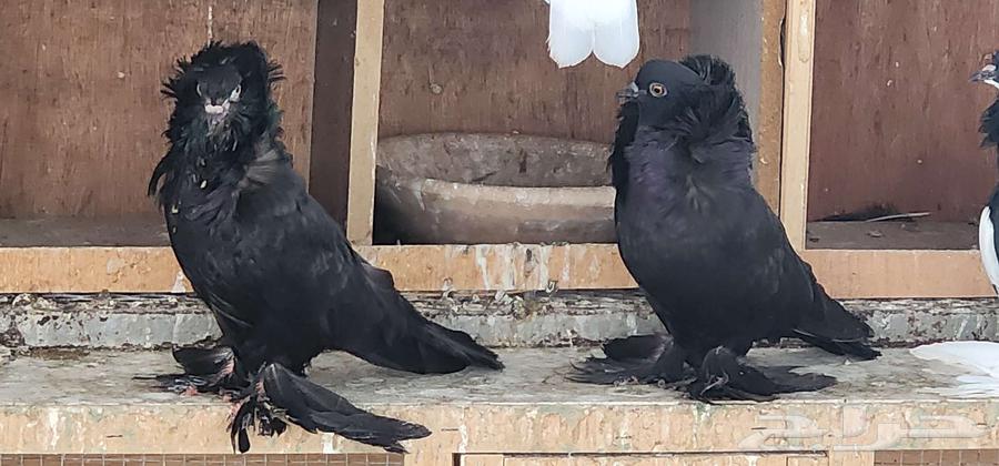 حمام بلجيكي مشرب أسود 3 ازواج منتجة عالشرط64261703334785112