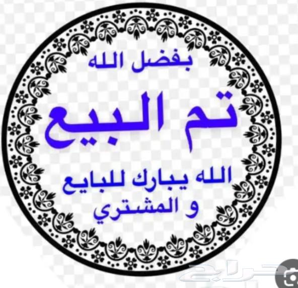 للبيع خمسه فروخ بادجي 200ريال جميع64246299966977110