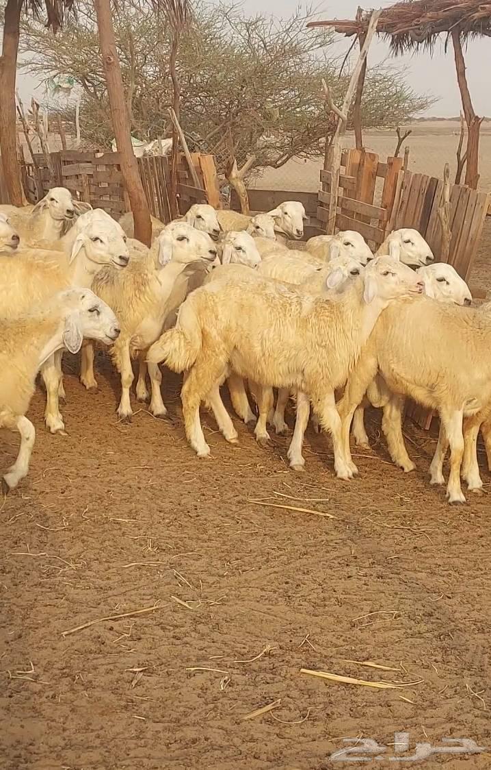 طليان حري للبيع عدد 95 المظيلف63784090352129111