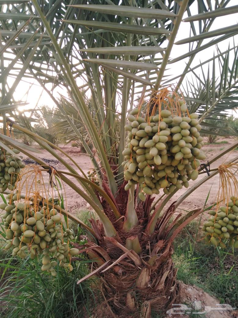 Palm trees for sale, Ekhlas, Sukkari, Barhi, Sagai, Majdool, Hilali, Sultanas64333965340162111