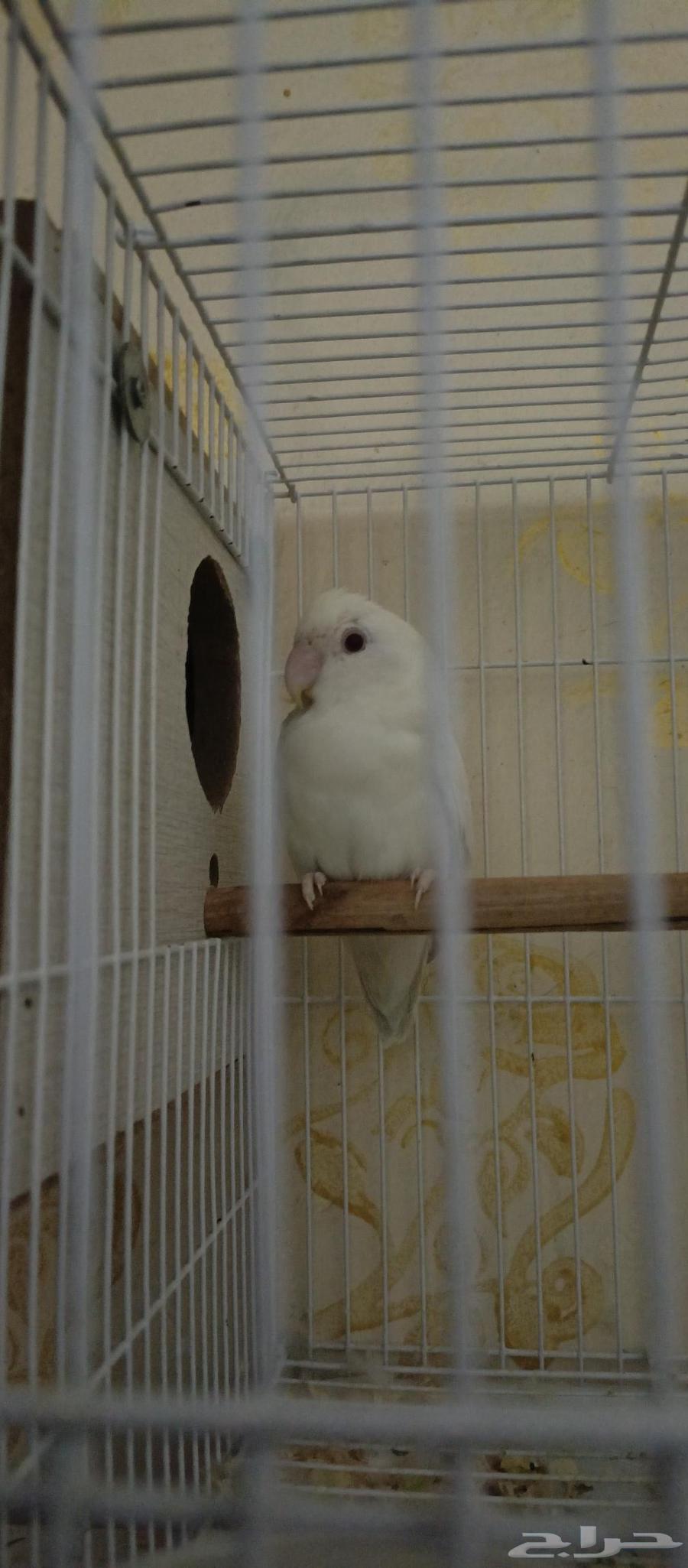 جوز روز للبيع64337575269122111