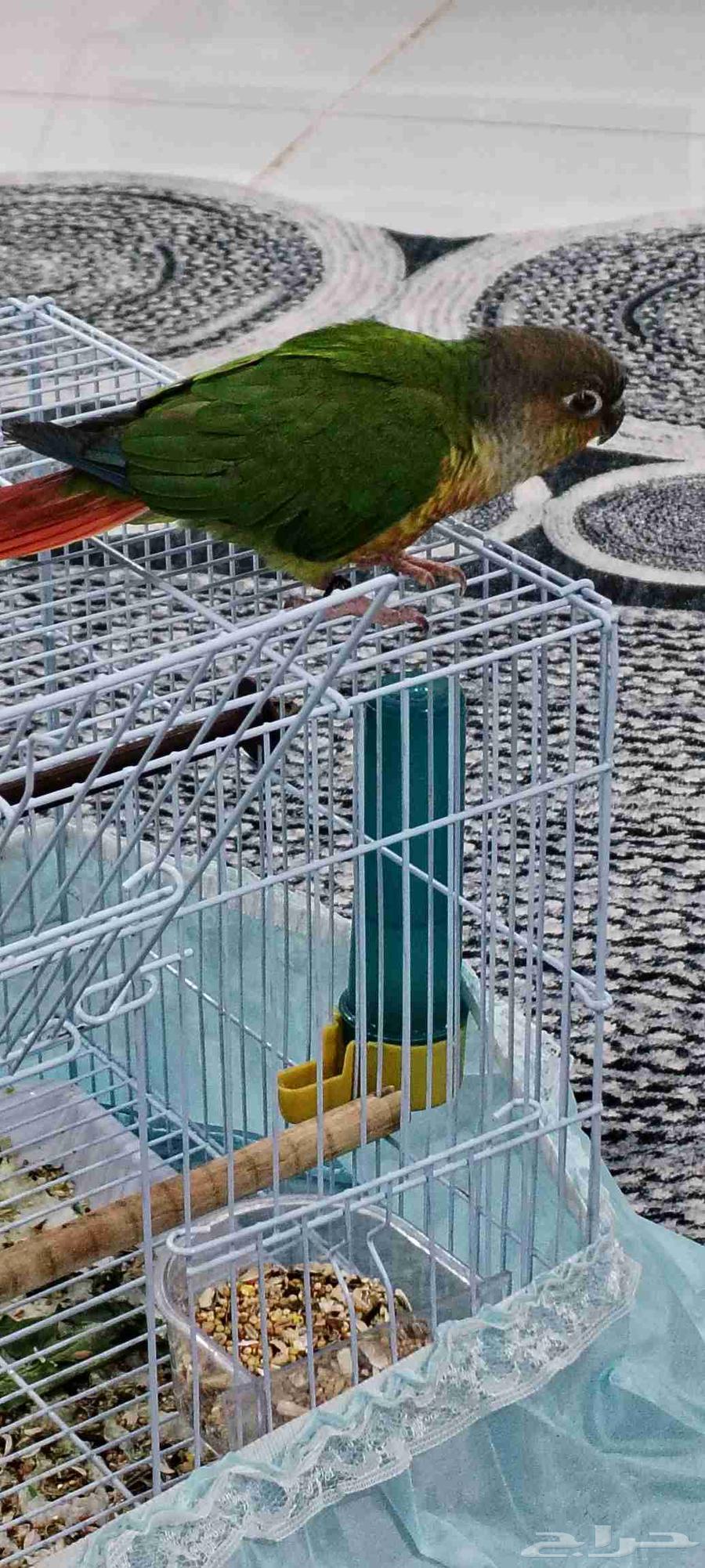 للبيع. كنيور اليف64345728451457110