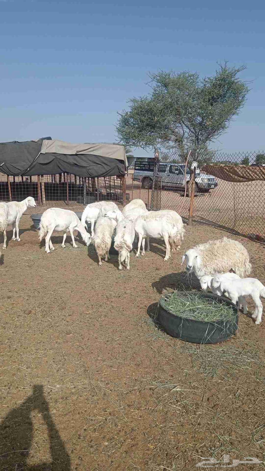 غنم خلفات للبيع64339917536130110