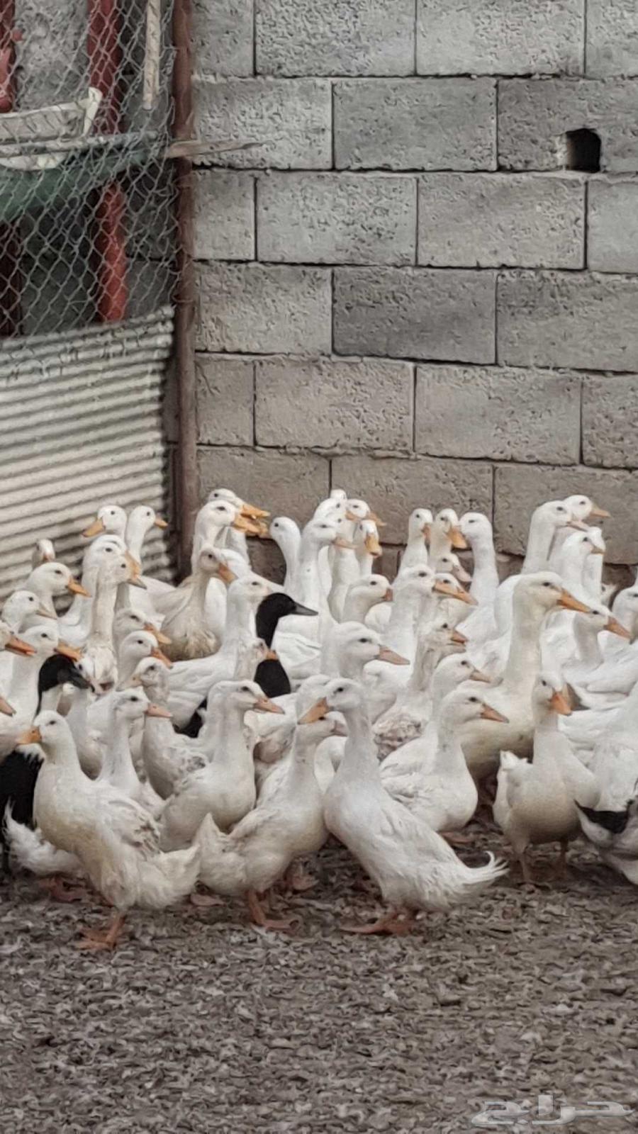 بط بكيني للبيع64345299704065113