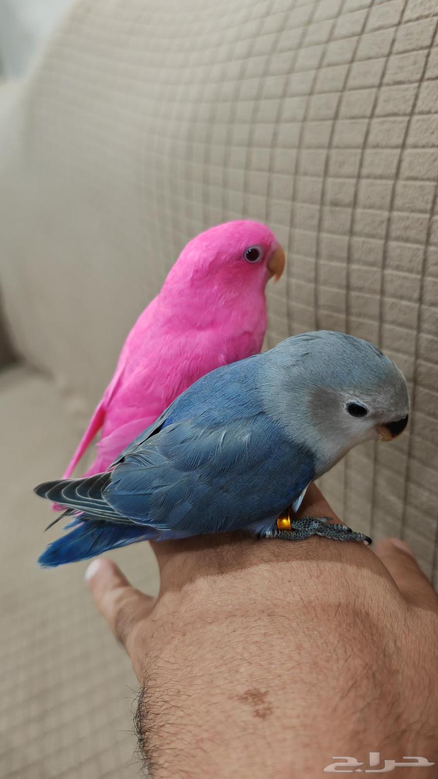 روز اليف وهدد مناسب للاطفال ( تم البيع )64346414126849110