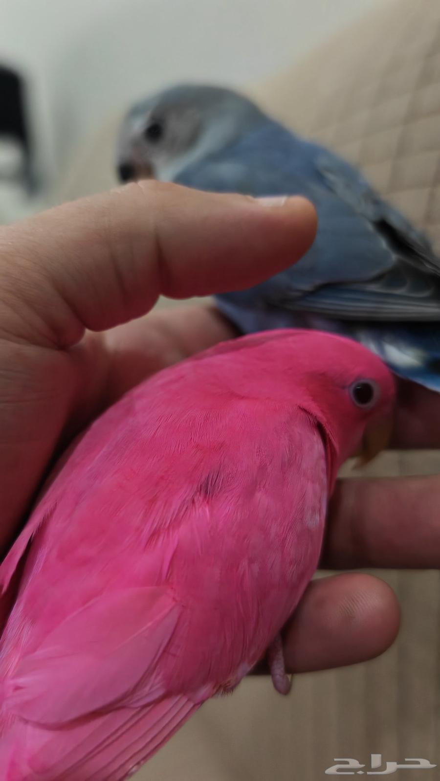 روز اليف وهدد مناسب للاطفال ( تم البيع )64346414126849111