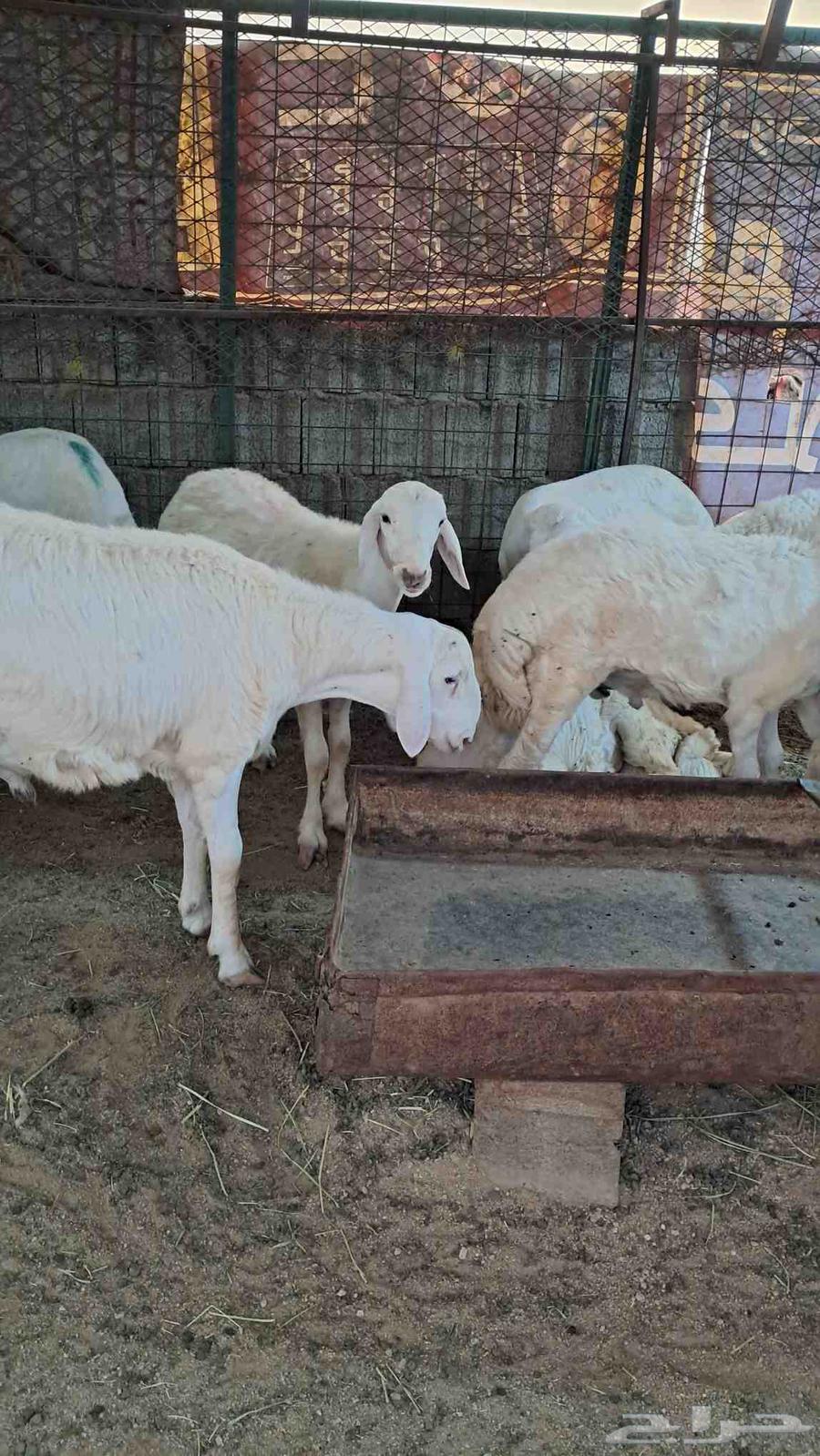 للبيع ذبايح نضاف وشحم تيوس وطليان وسواكن64346029400834114