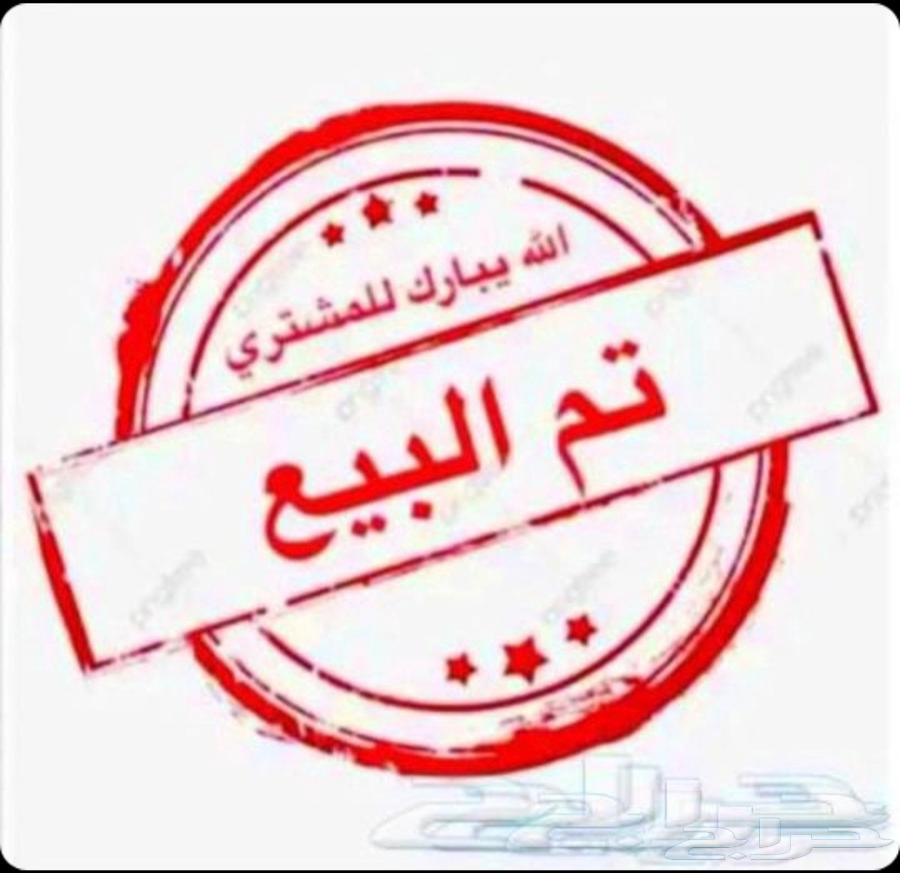 دجاج سندي للبيع تم البيع خارج الموقع64252165346691110