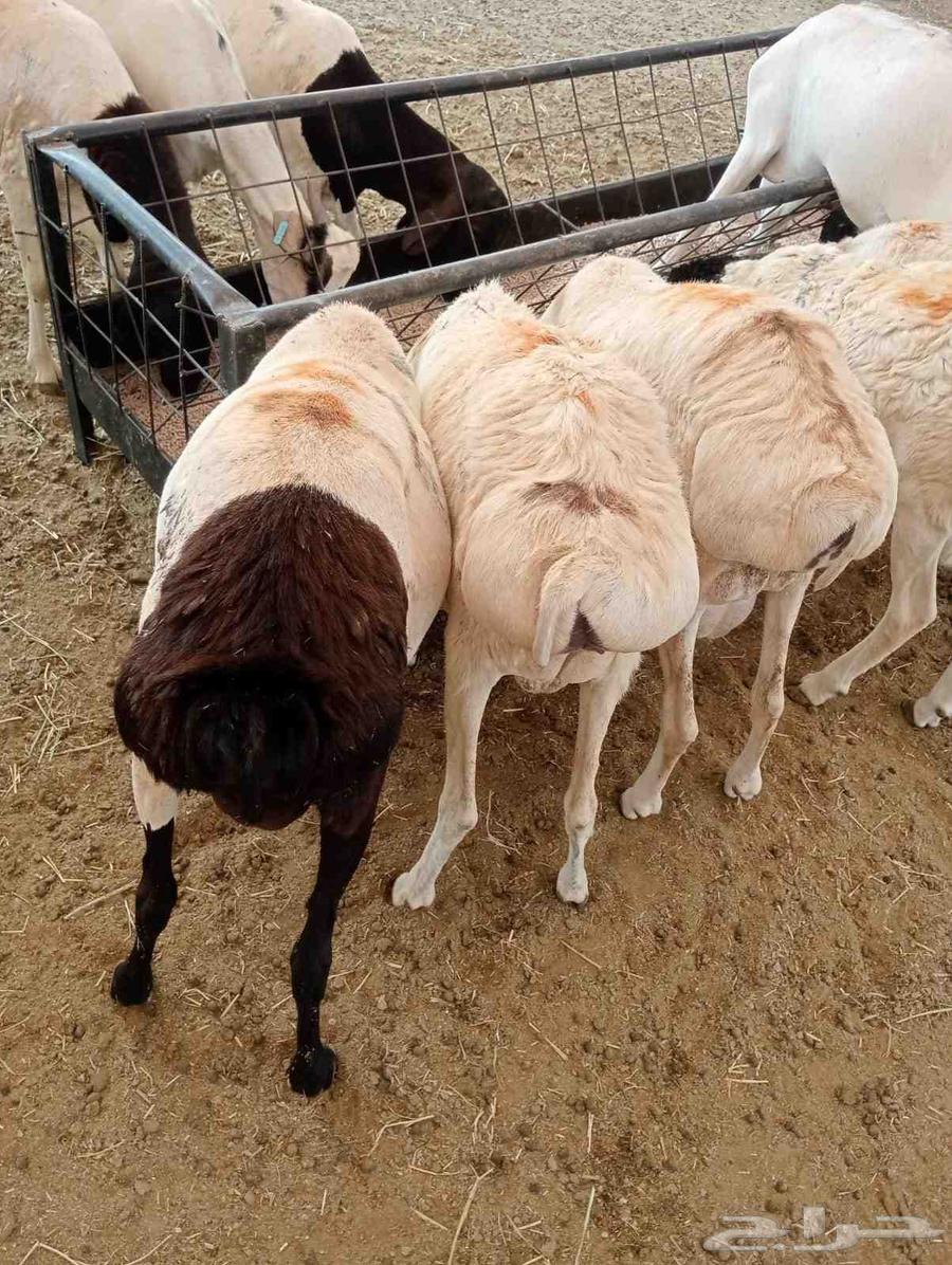 للبيع غنم بربري طي ب نظيف وسليم64346710063490110