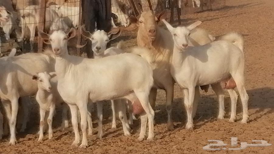 ماعز بيشيات مقاني خلقات بفحلها 27 رأس64346739119747112