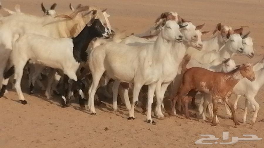 ماعز بيشيات مقاني خلقات بفحلها 27 رأس64346739119747110