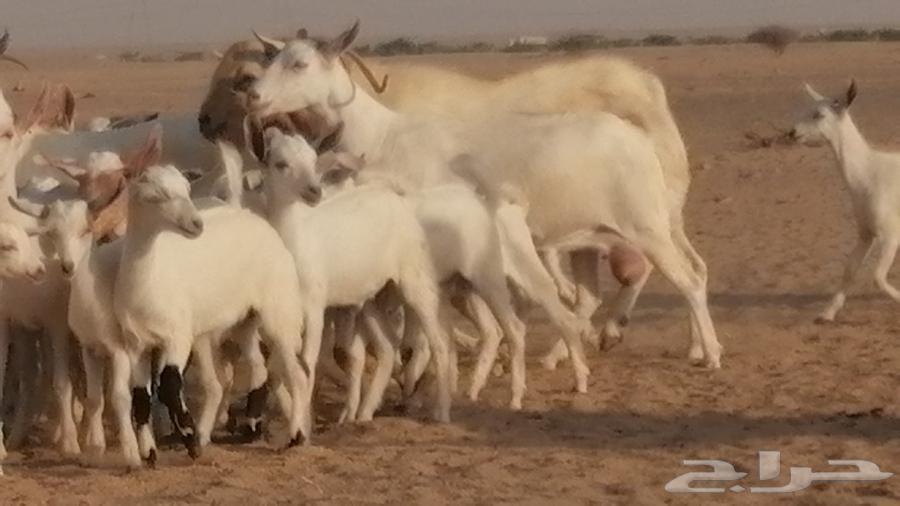 ماعز بيشيات مقاني خلقات بفحلها 27 رأس64346739119747114
