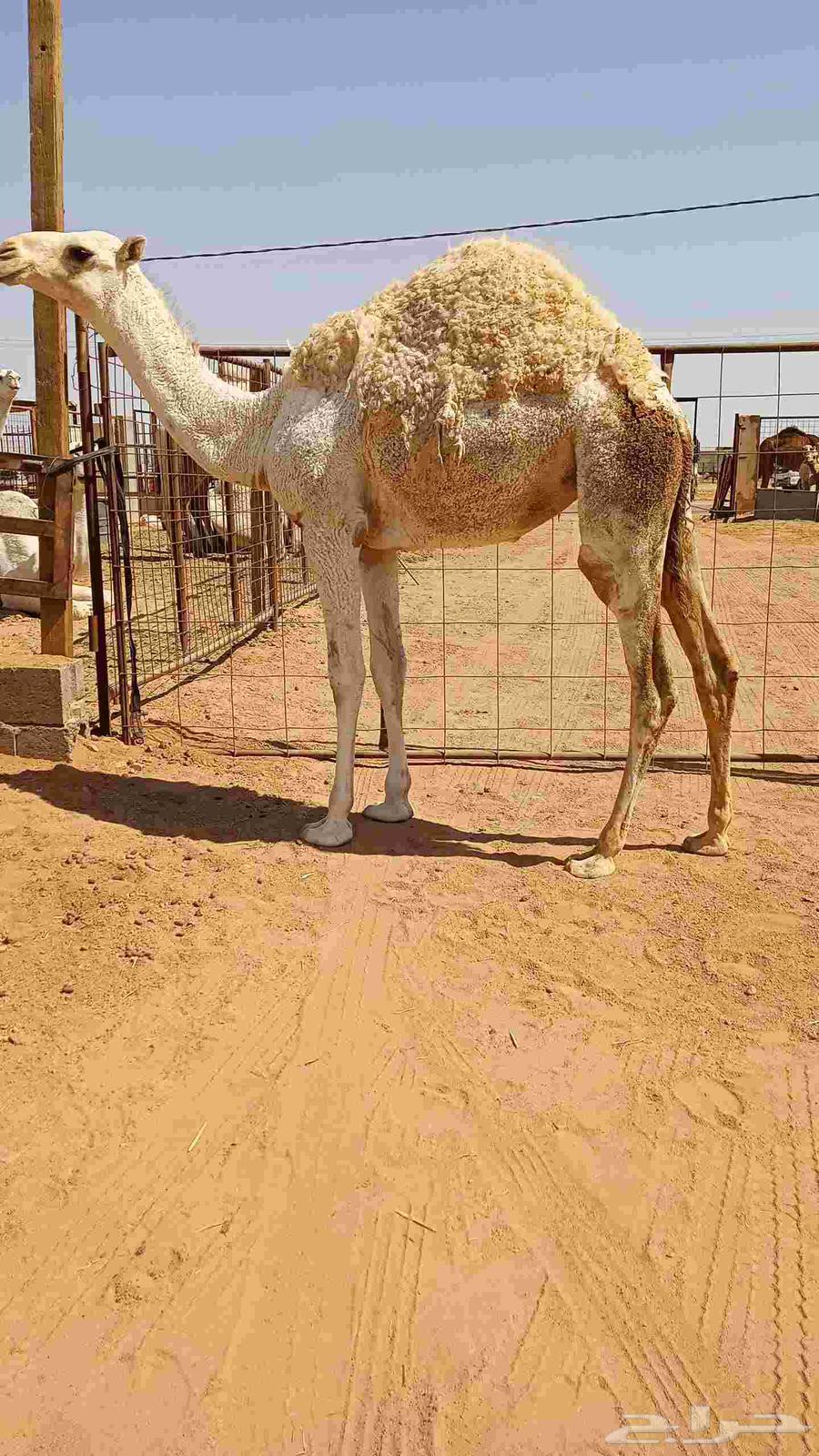 For sale, a good filly taken from her mother today63619158074499111