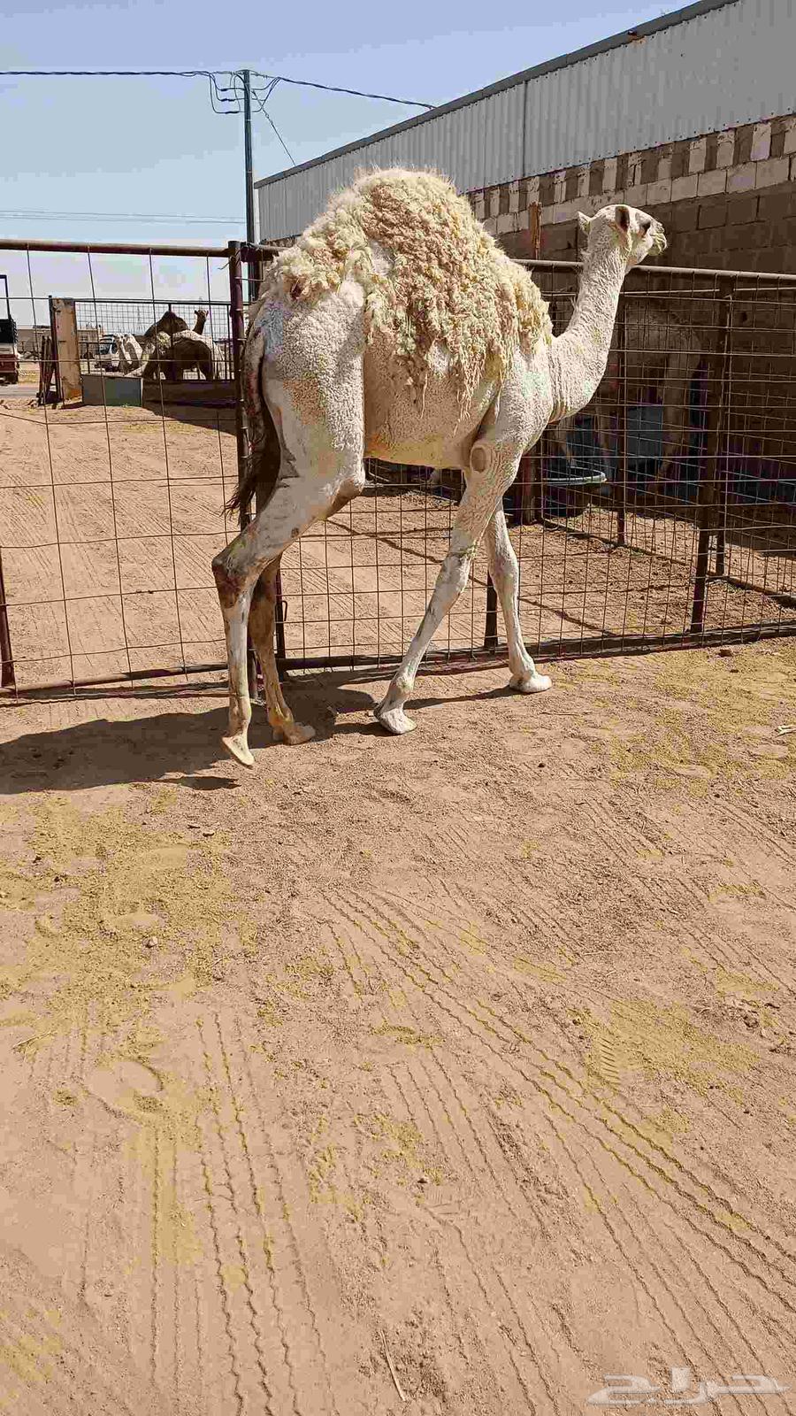 For sale, a good filly taken from her mother today63619158074499113