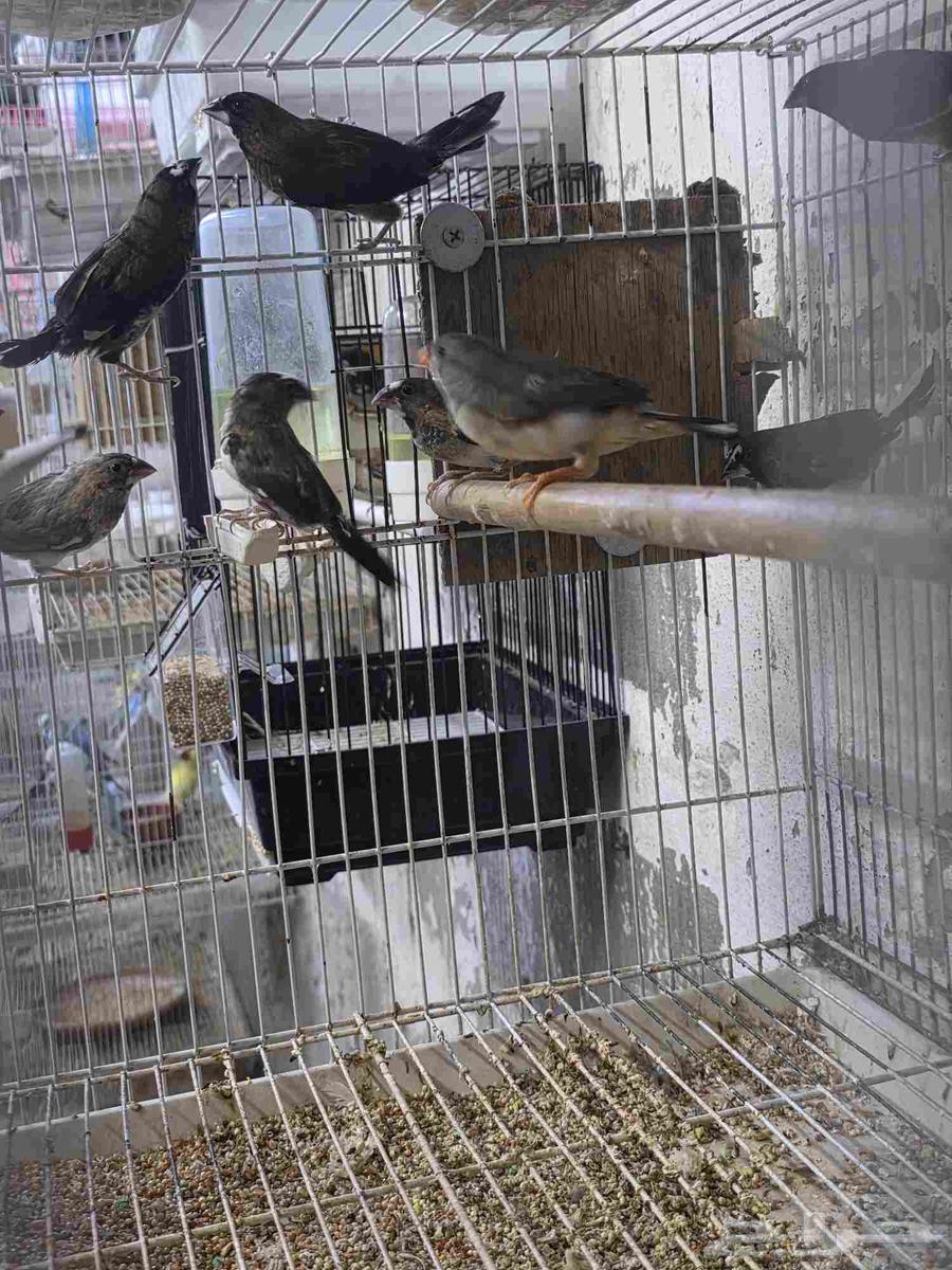 فردات بنجليز وجوز زيبرا64346059312770112