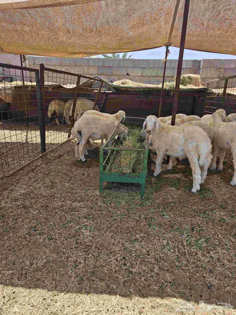 حري وسواكني64345746024705112