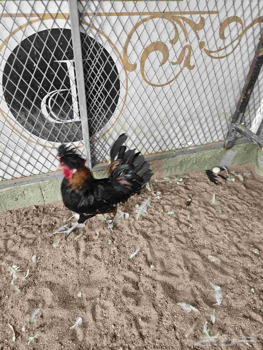 ديوك بولش ماكنتوش وحوامل ماكنتوش64348407304962112