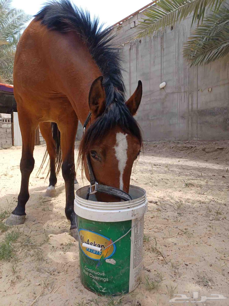 للبيع فرس واهو والبيع شعبي العمر سنتين وتسعه شهور64346014650369110