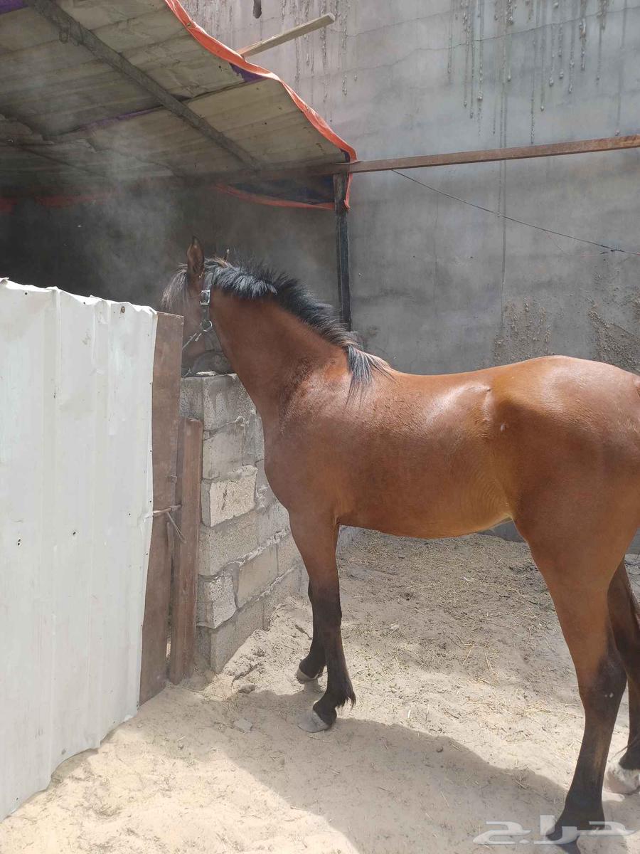 للبيع فرس واهو والبيع شعبي العمر سنتين وتسعه شهور64346014650369111