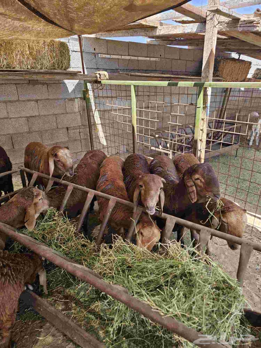 حري وسواكني64345746024705110