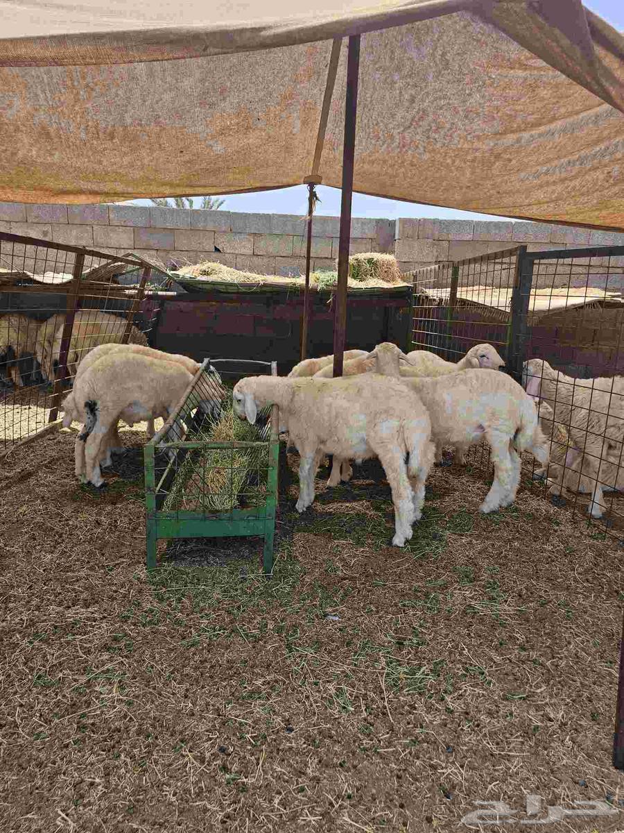 حري وسواكني64345746024705114