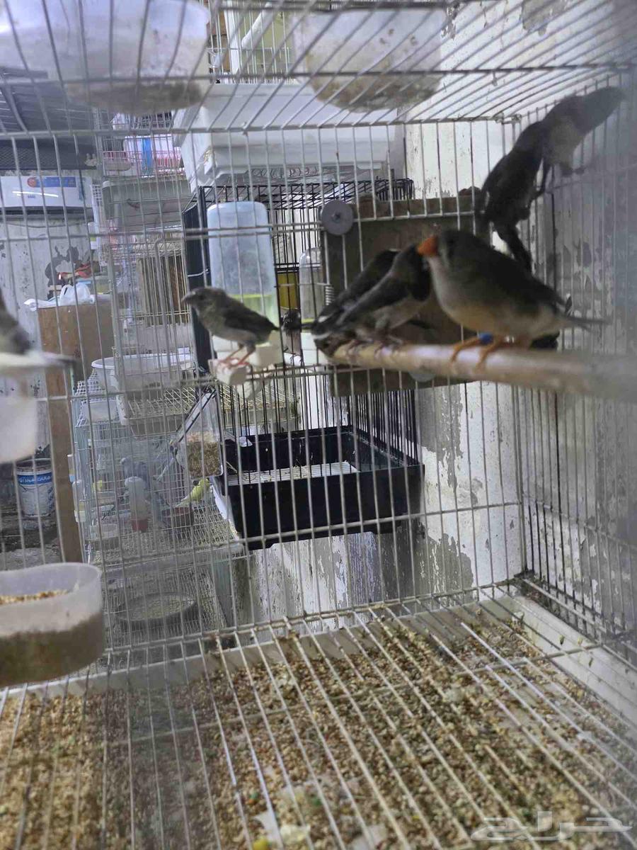 فردات بنجليز وجوز زيبرا64346059312770111