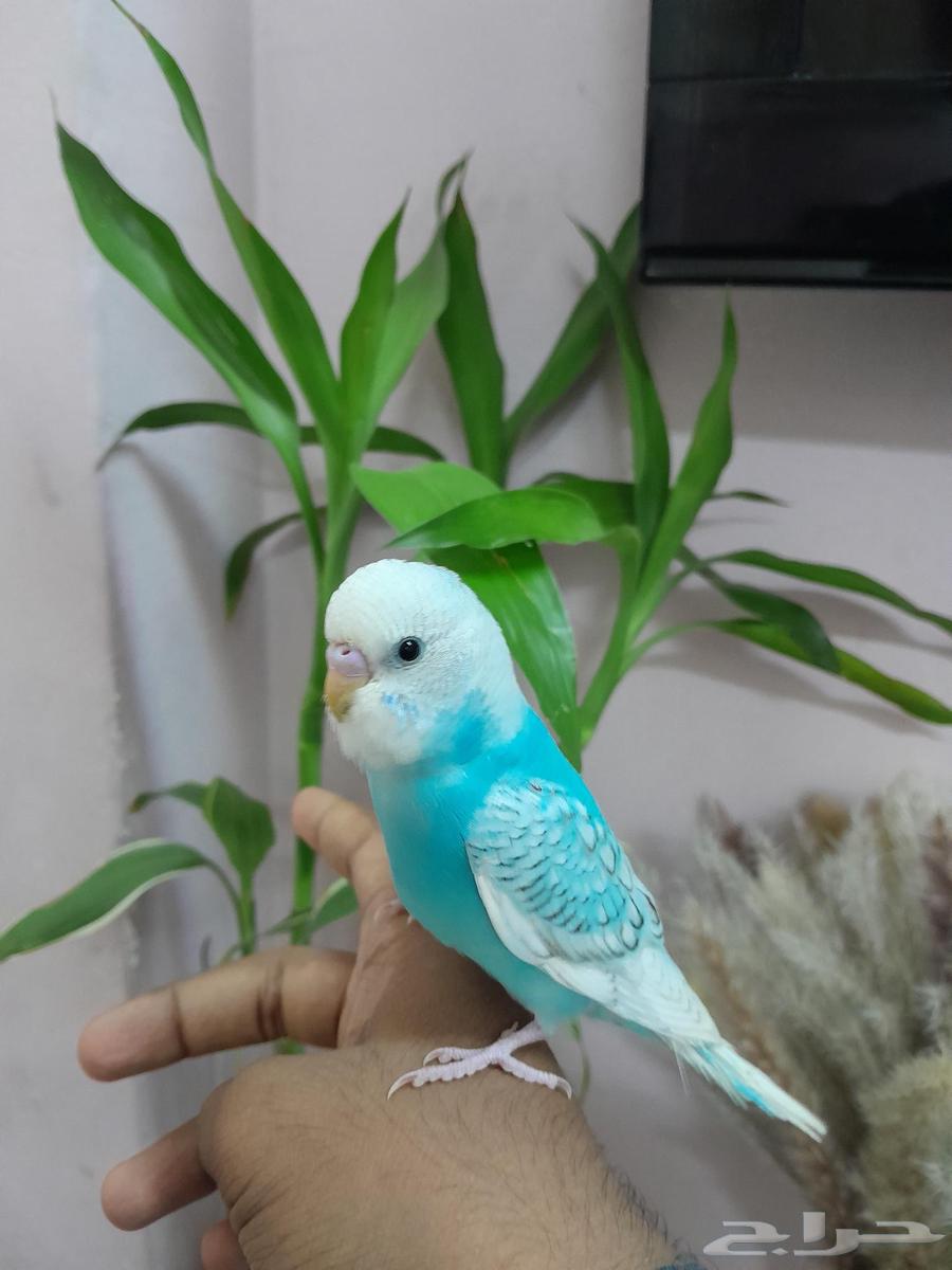 بادجي اليف و هدد مجنون (تم البيع)64345911310723111