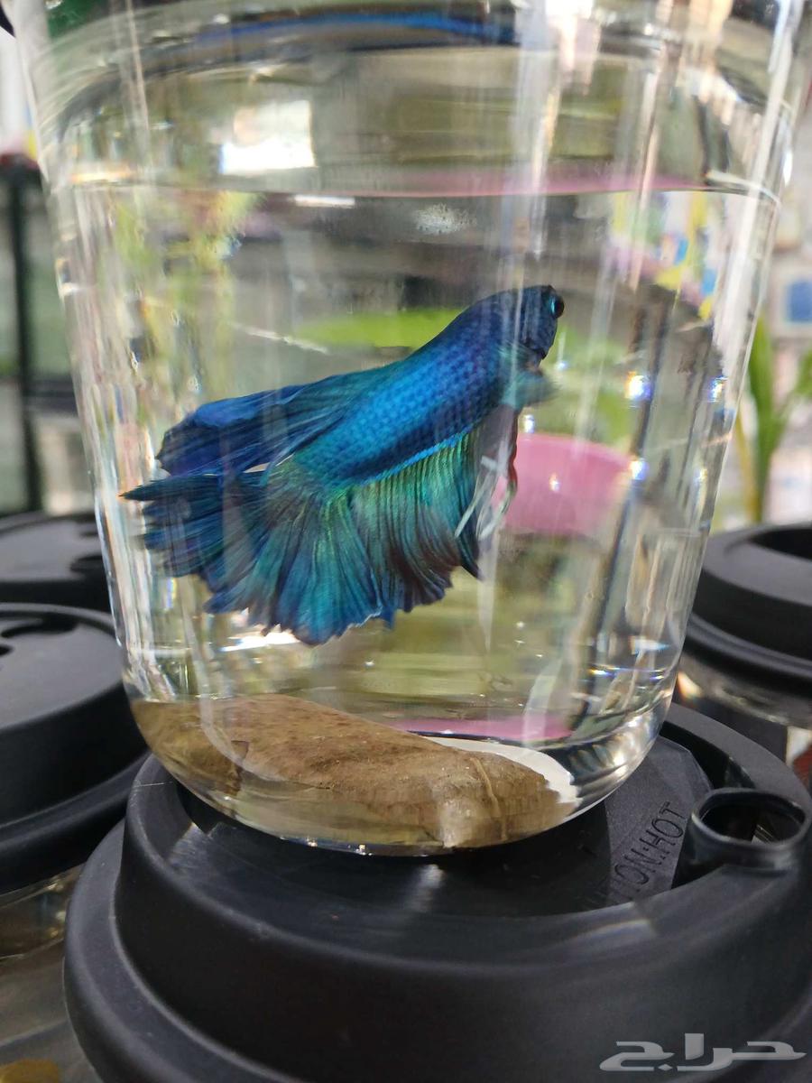 فايتر عرض يوم الوطني 12 حبة فقط 95 ريال64345911286913111