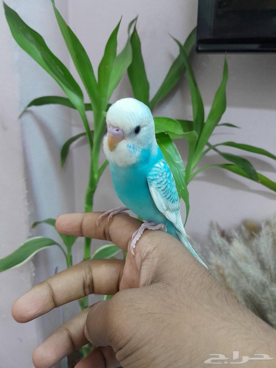 بادجي اليف و هدد مجنون (تم البيع)64345911310723110