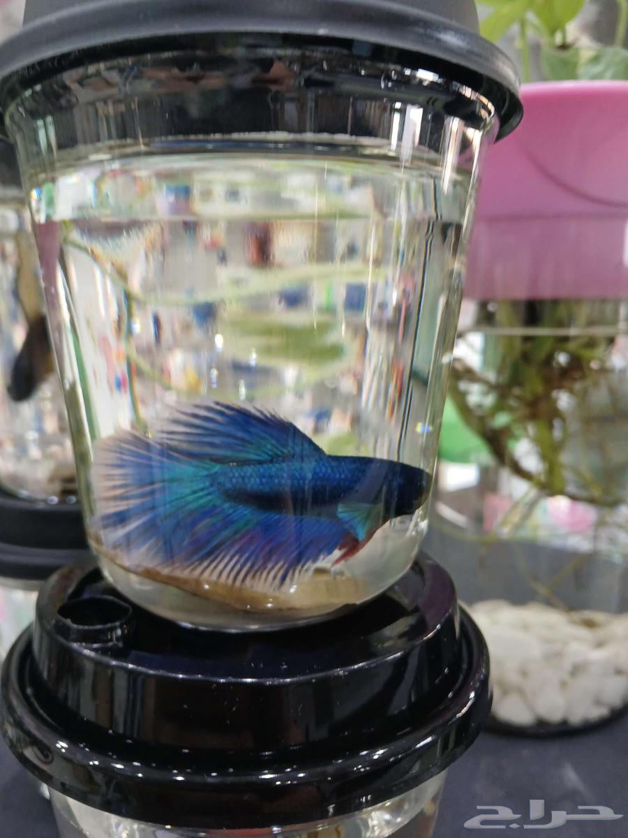 فايتر عرض يوم الوطني 12 حبة فقط 95 ريال64345911286913112