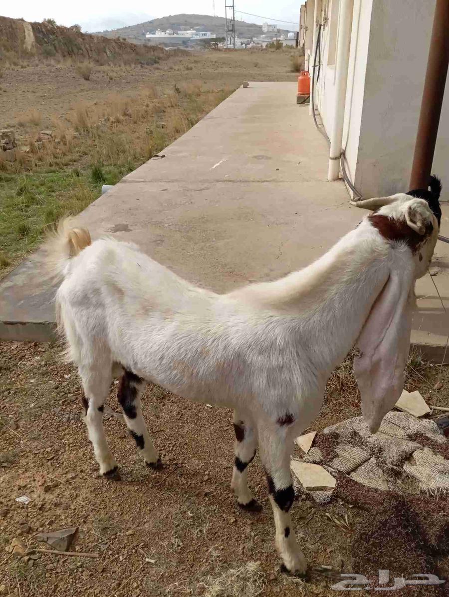 Makka Plus Location64348699430401112