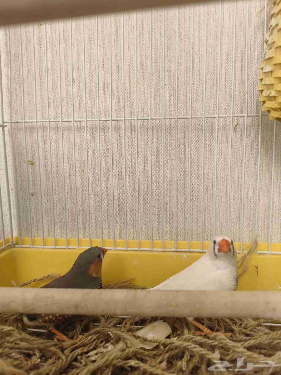 ((تم البيع))جوز زيبرا جاااهز للانتاج64347294907009112