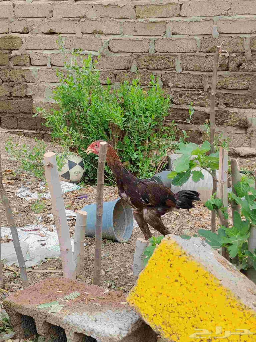 Faroj Shamoo64344658353667114