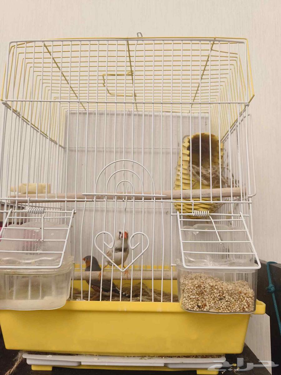 ((تم البيع))جوز زيبرا جاااهز للانتاج64347294907009114