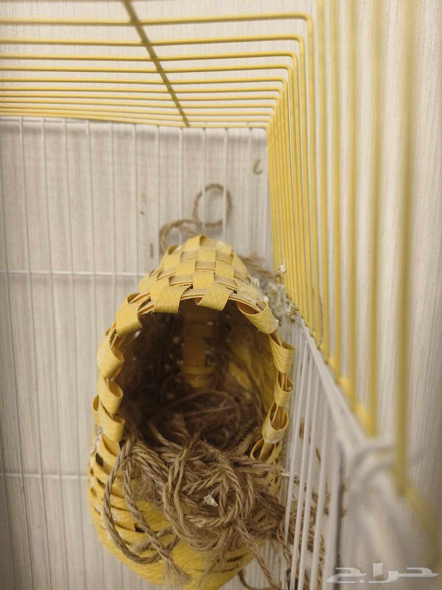 ((تم البيع))جوز زيبرا جاااهز للانتاج64347294907009113