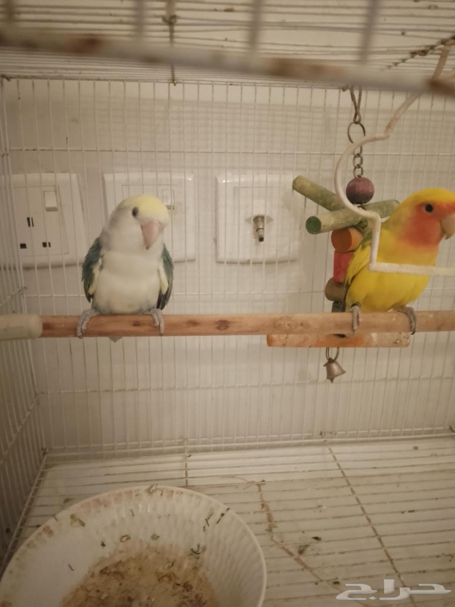 زوج روز للبيع64343328572801110