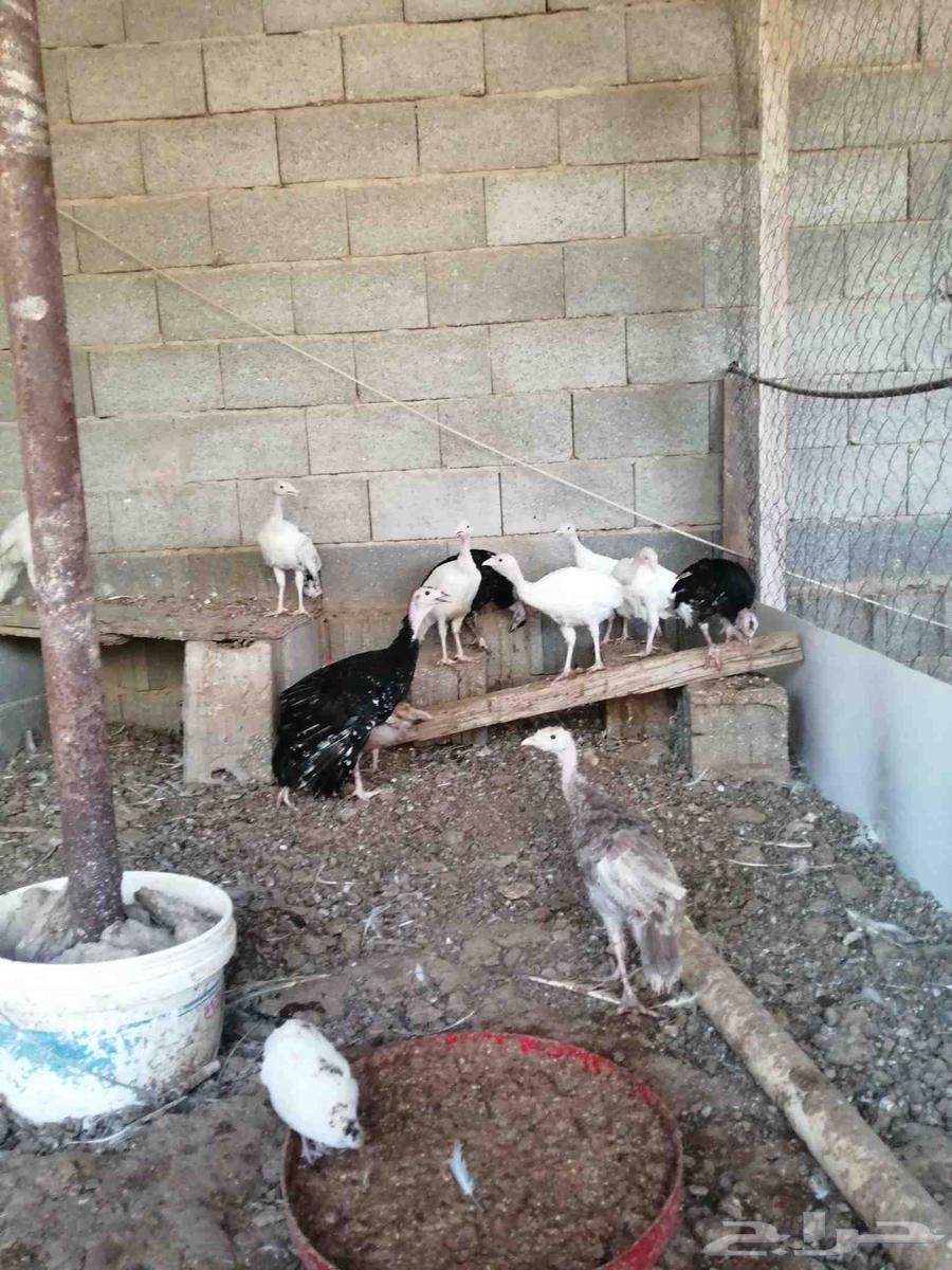 Turkeys for sale, approximately 30 pieces, 3 months old, Al-Qassim, Al-Shihiya64343418974849110