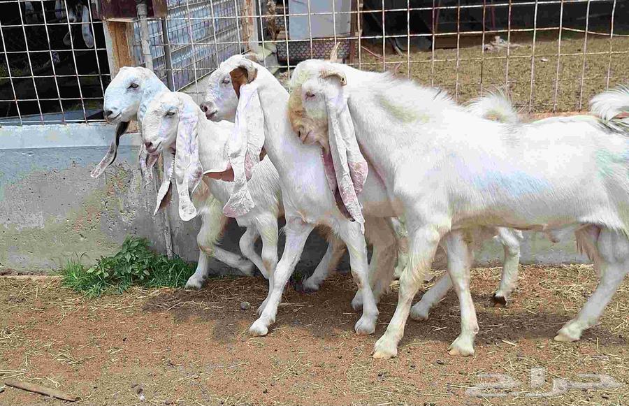 جفرات مقاني دفيع صنف الصنف مصريات مطوره العدد 5 با الفحل64341674881921112