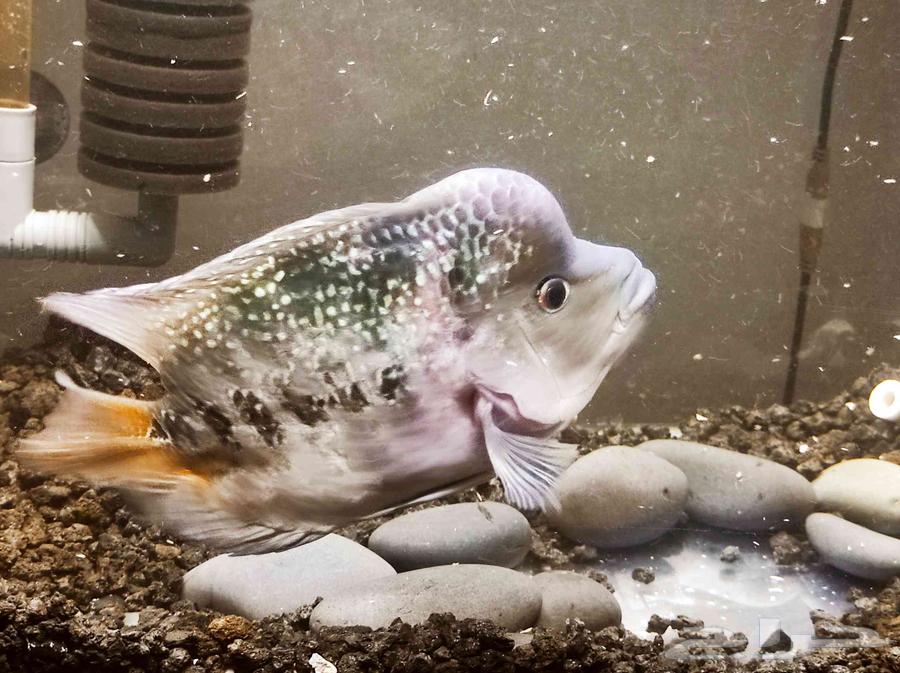 سمك سمكة هورنفلور انثى سمكه اسماك fish64343238175107111