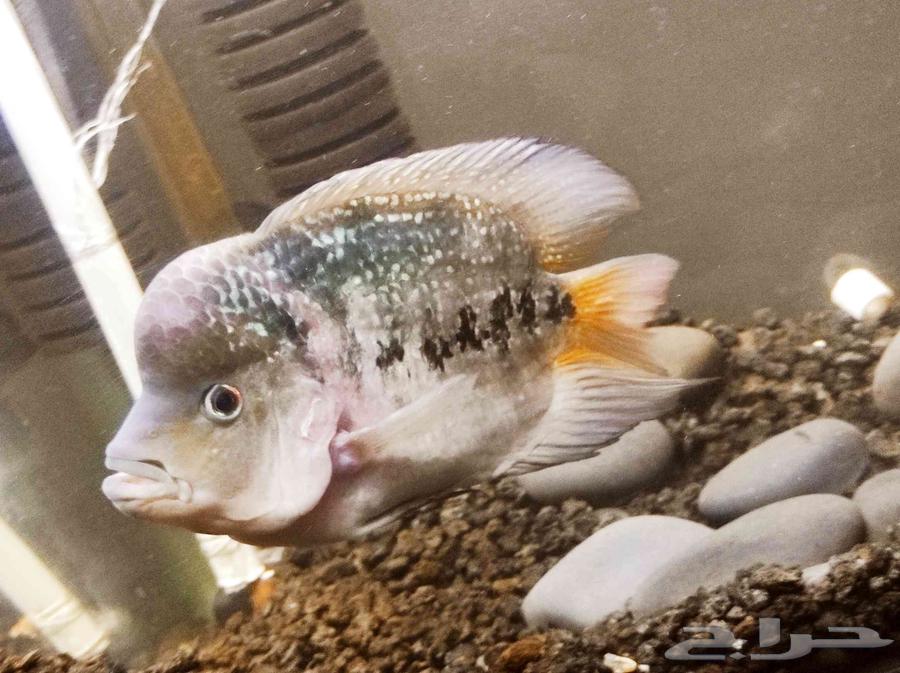 سمك سمكة هورنفلور انثى سمكه اسماك fish64343238175107110