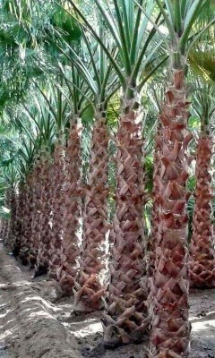 Decorative Washingtonia date palm, fruitful palm Al-Ikhlas Saq'i Burni Sakkari64342952905219110