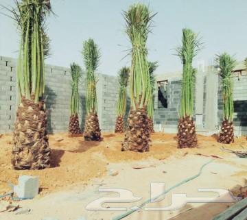Palm trees for sale, premium fruit-bearing date palms, Khalas, Sagaei, Sukkari, Shishi, Barhi, Hilali, Sulej64346280789889113