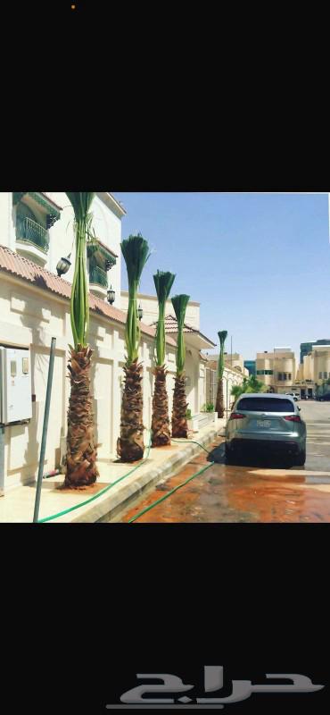 نخيل واشنطونيا ملكي ابو مروحه للبيع بسعر منافس ونخل مظمون64347500457858113