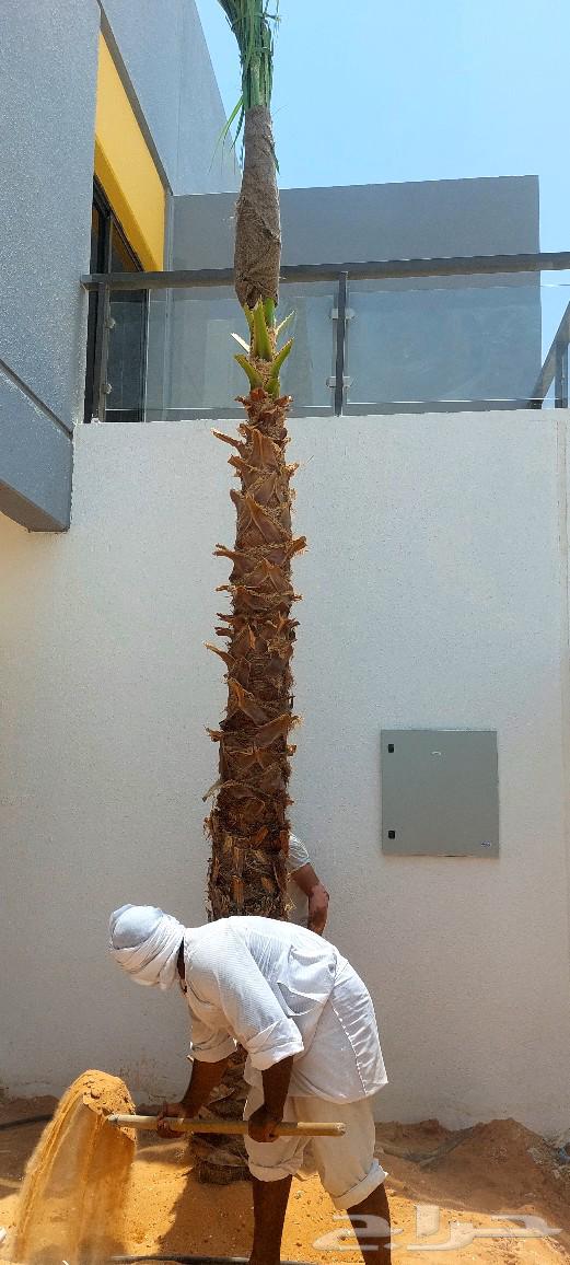 نخيل واشنطونيا ملكي ابو مروحه للبيع بسعر منافس ونخل مظمون64347500457858114