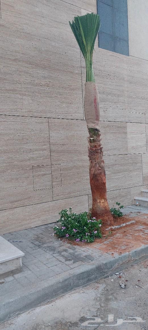 نخيل واشنطونيا ملكي ابو مروحه للبيع بسعر منافس ونخل مظمون64347500457858111