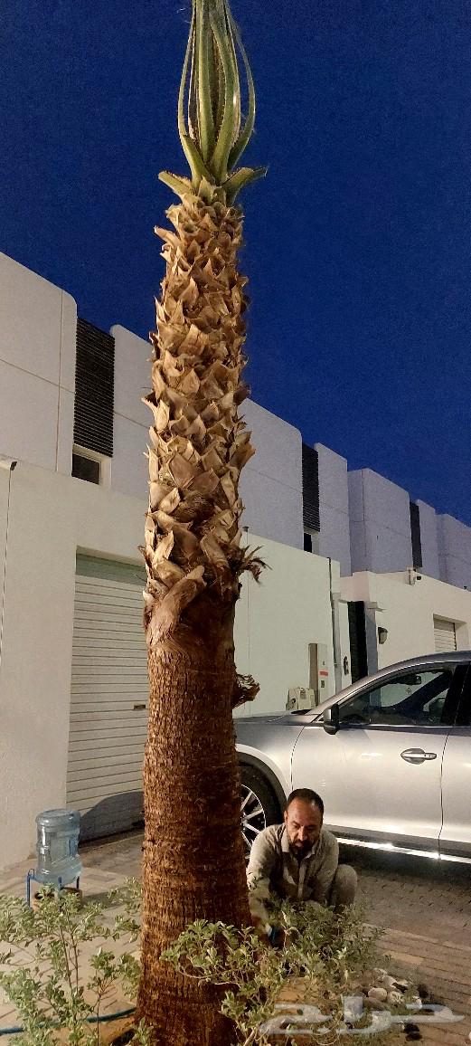 نخيل واشنطونيا ملكي ابو مروحه للبيع بسعر منافس ونخل مظمون64347500457858110