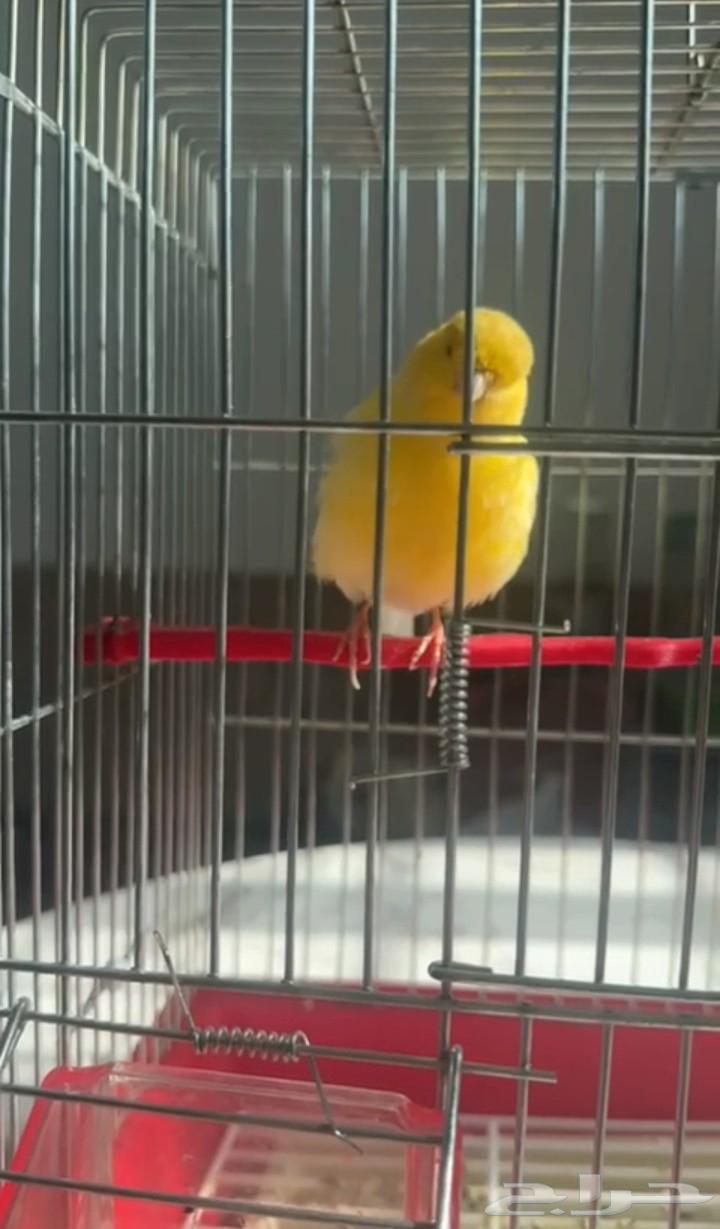 دكر كناري ب10064344302548610110