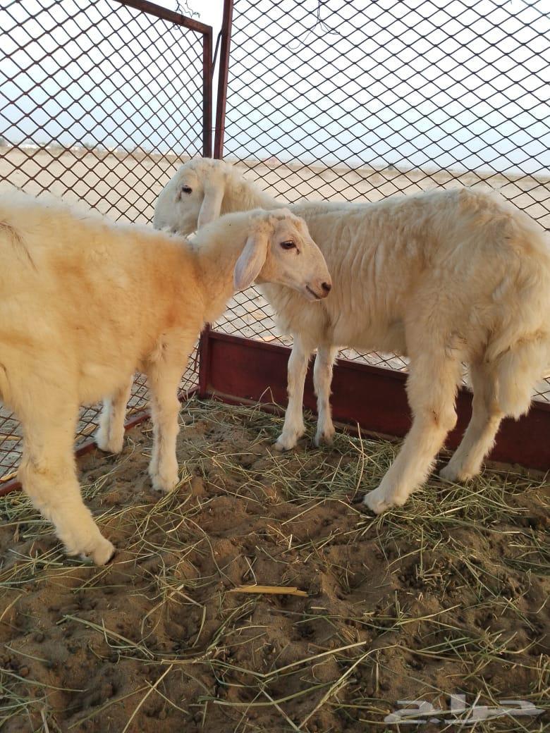 طليان64326418383875110